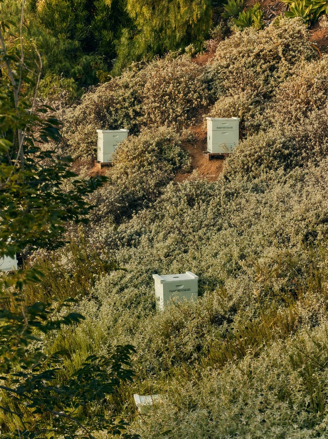 Beehives rest on a hillside, surrounded by dense green shrubs and trees.