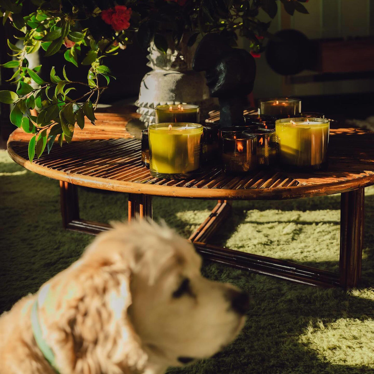 Jasmine Damask Rose XL Candle