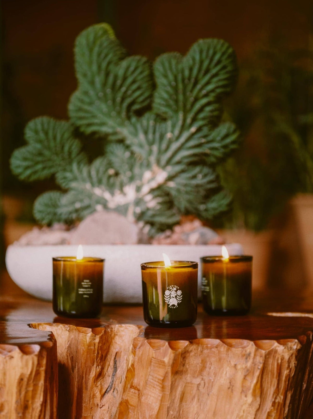 Three Lit Flamingo Estate Candles On A Wooden Table In Front of A Potted Plant