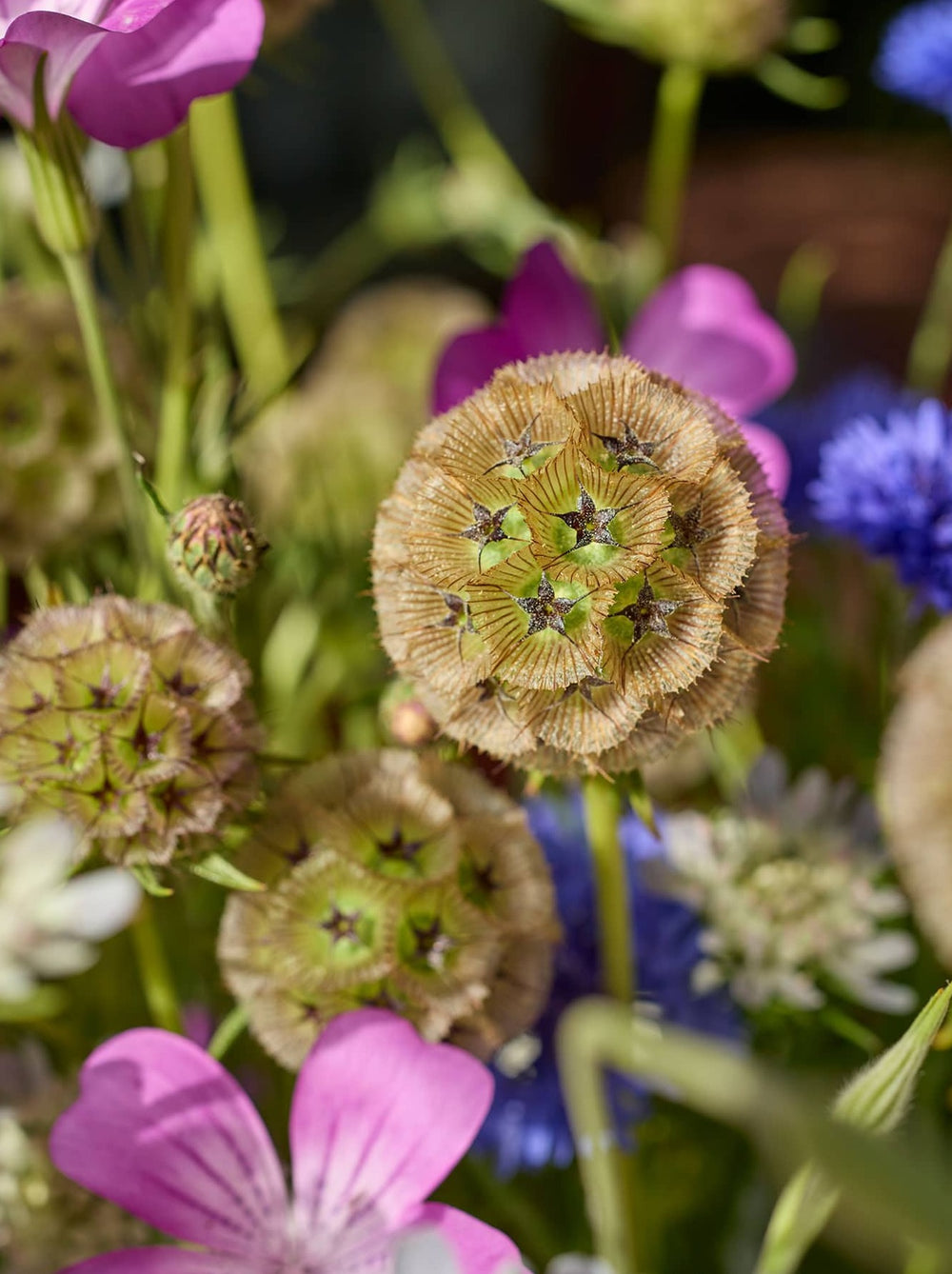 A close-up of dried seed pods surrounded by flowers.
