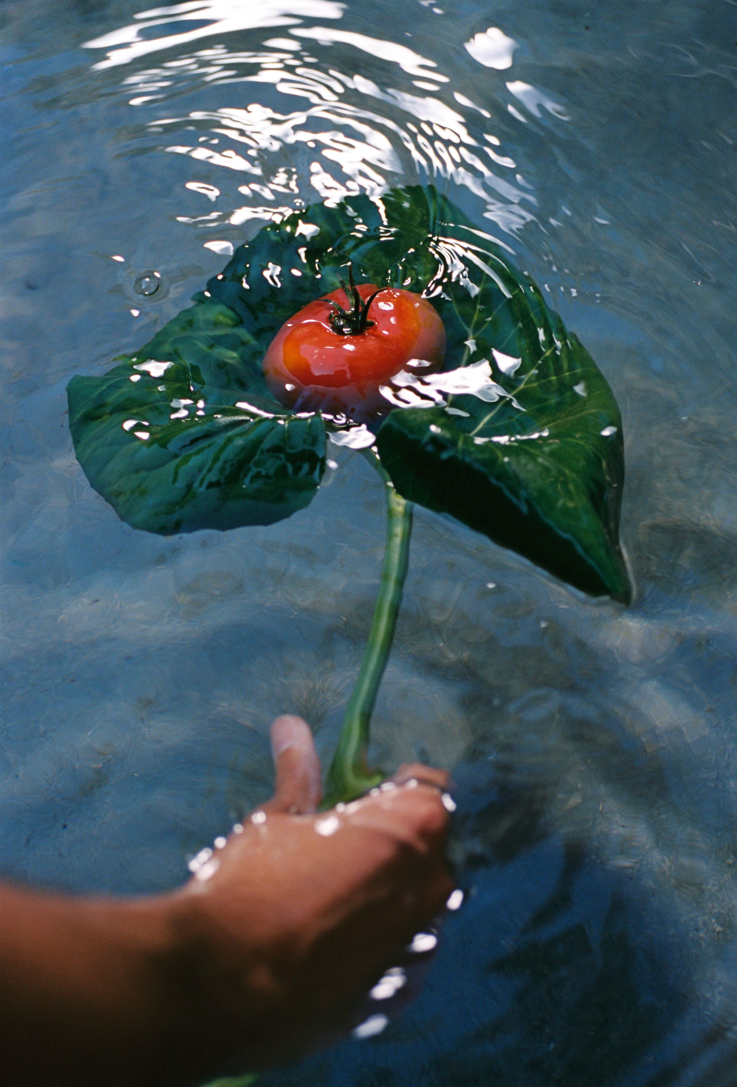 Heirloom Tomato Classic - Flamingo Estate