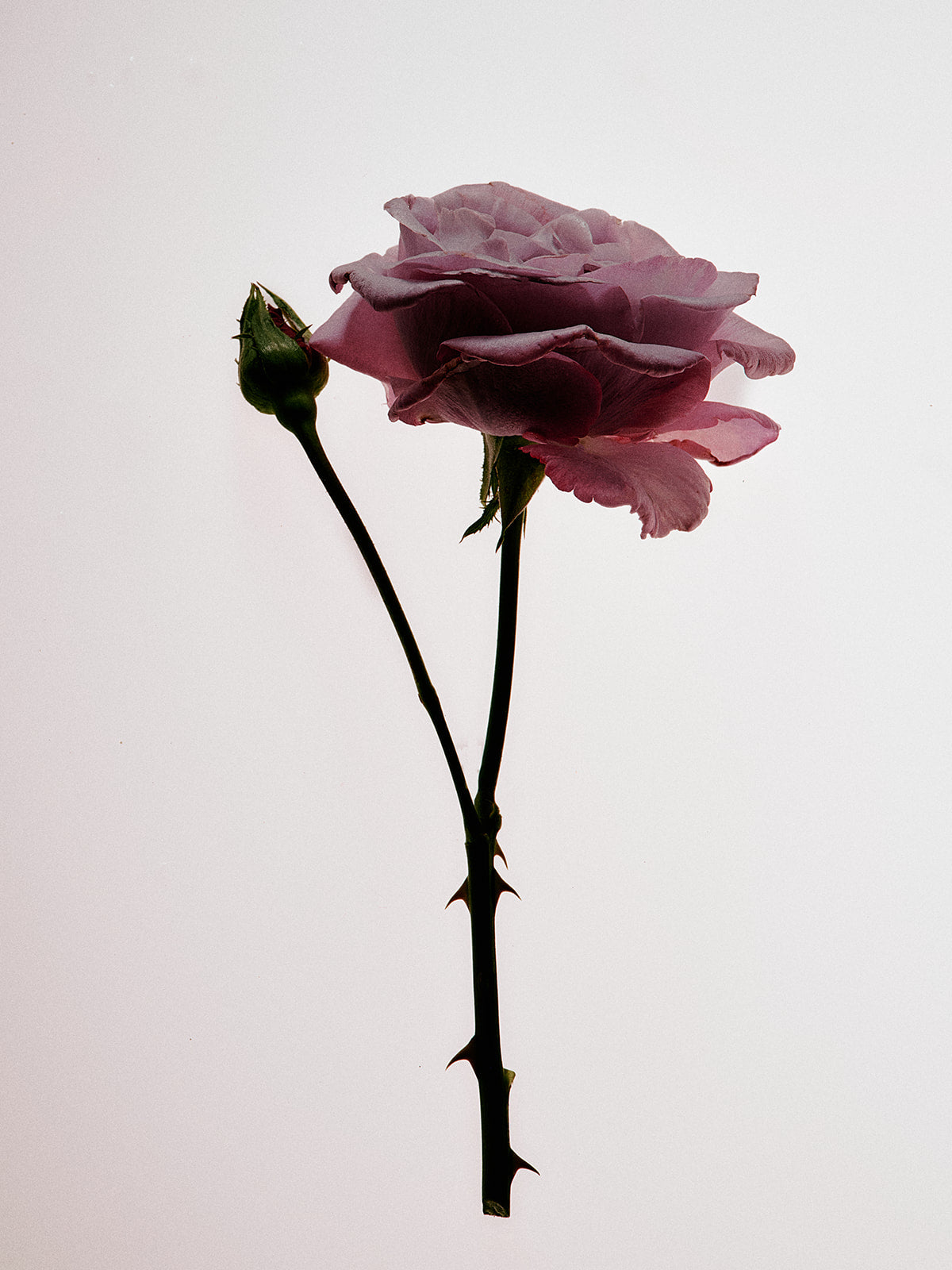 Garden Estate Rose Honey - Flamingo Estate