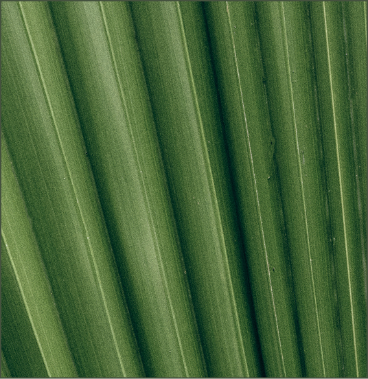 Banana Leaf