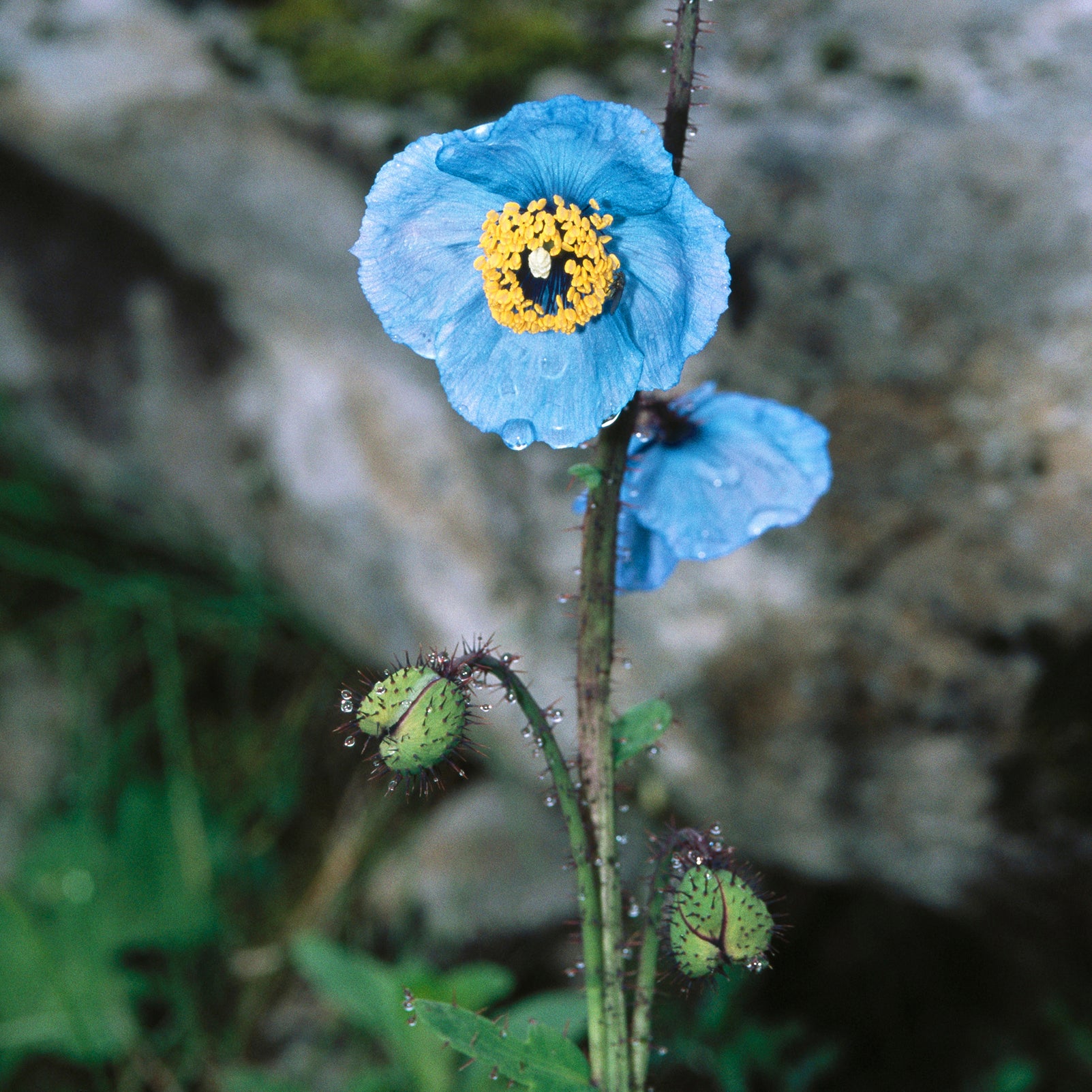Blue Poppy Alpine Soap Brick - Flamingo Estate