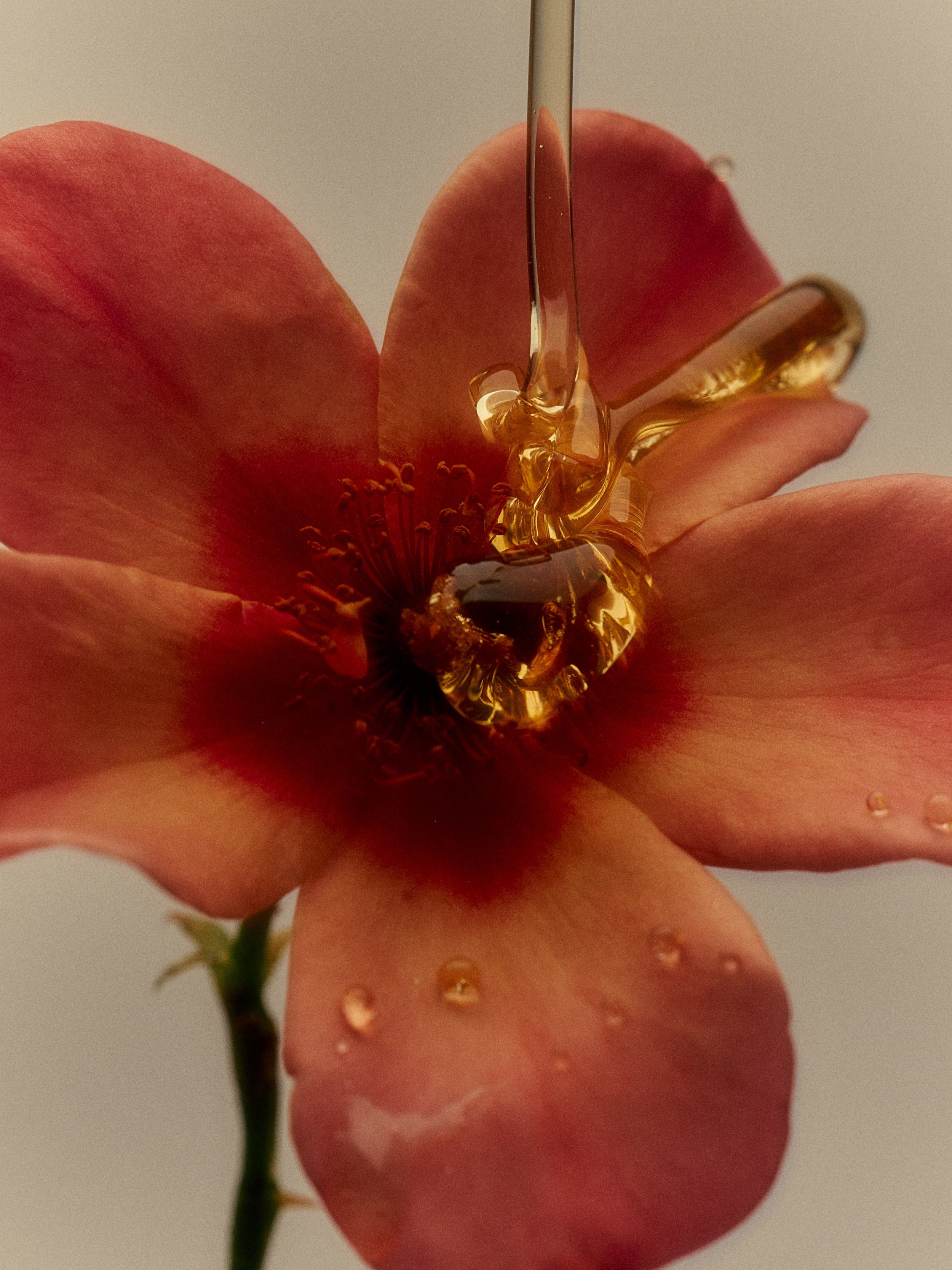 Garden Estate Rose Honey - Flamingo Estate