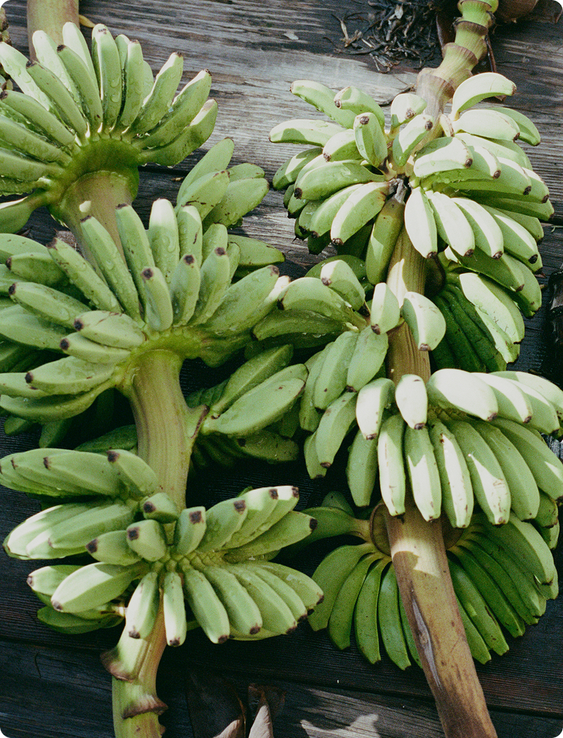 INSPIRED BY OAXACAN APPLE BANANA