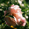 Jasmine Damask Rose XL Candle