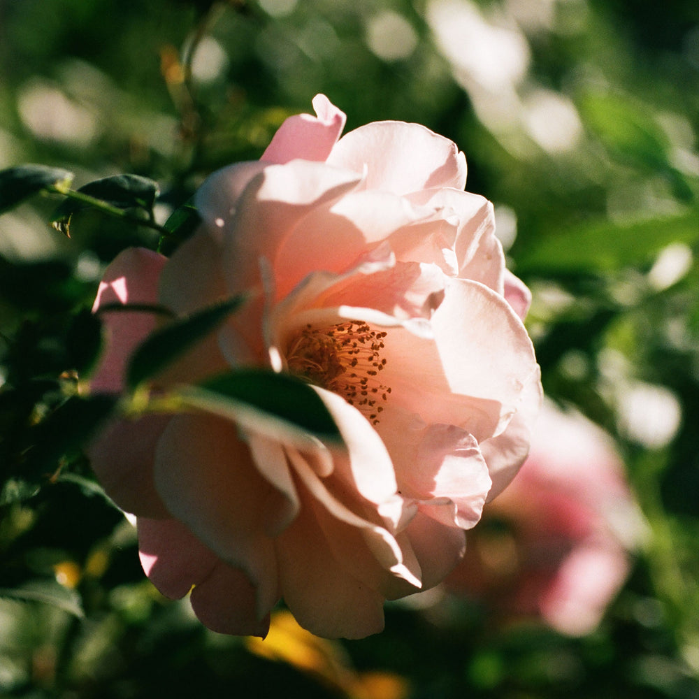 Jasmine Damask Rose XL Candle