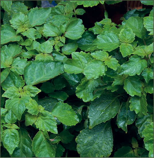 Patchouli