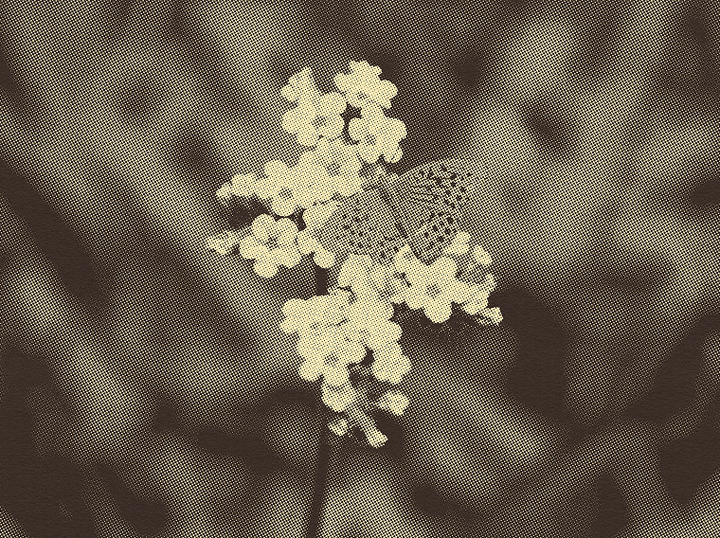 Heliotrope