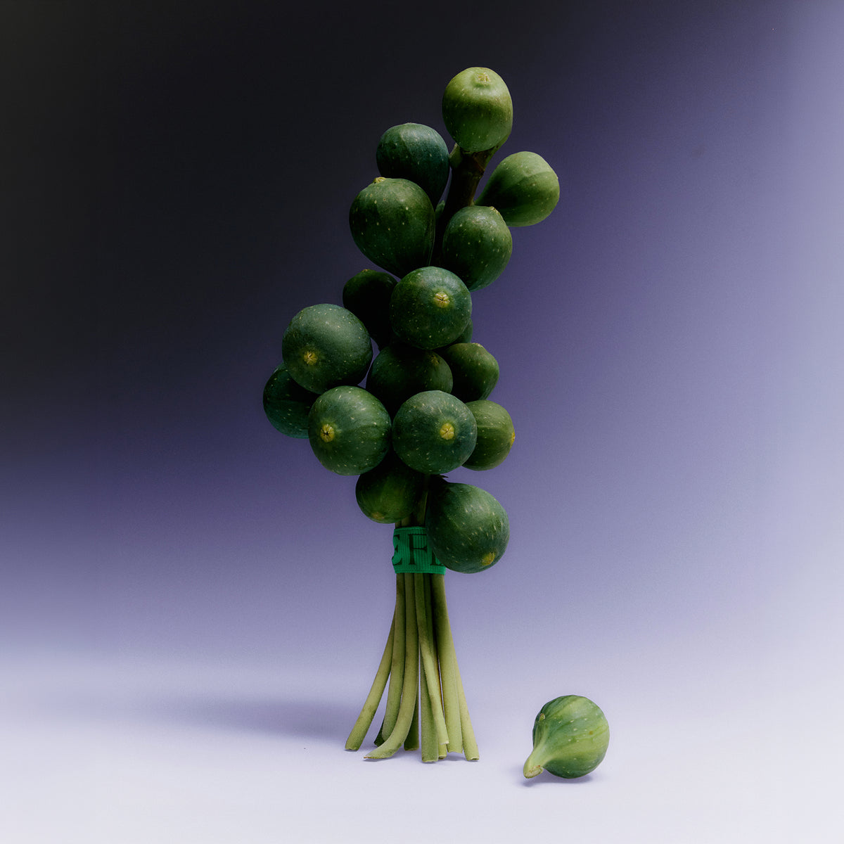 Sappho Fig Duo