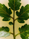 A green plant stem with leaves, partially submerged in liquid.