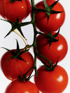 Ripe red tomatoes cluster on a green vine.