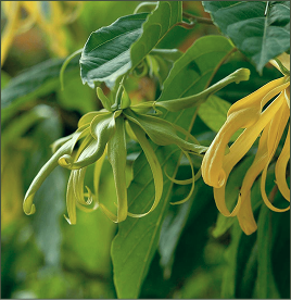 Ylang Ylang