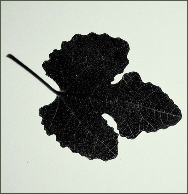 Fig Leaf
