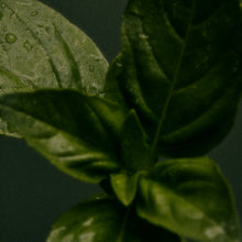 ingredient