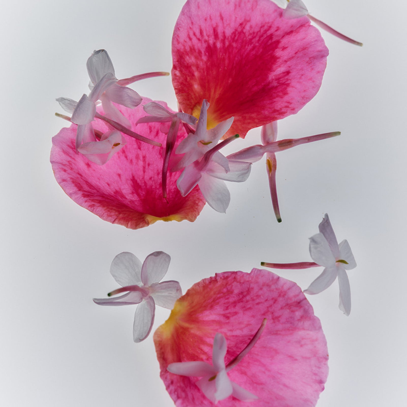 Jasmine Damask Rose Rich Cream - Flamingo Estate