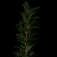 Tuscan Rosemary