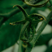 ingredient