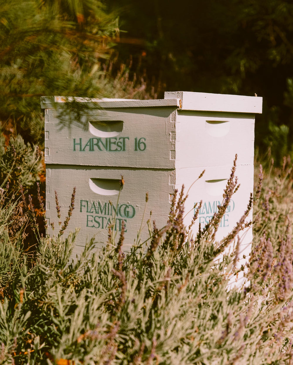 California Wildflower Honey