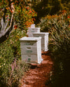 California Wildflower Honey
