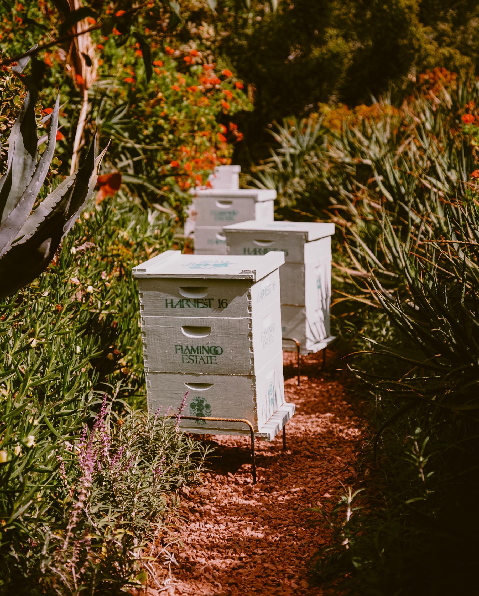 California Wildflower Honey - Flamingo Estate