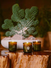 Three Lit Flamingo Estate Candles On A Wooden Table In Front of A Potted Plant