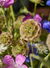 A close-up of dried seed pods surrounded by flowers.